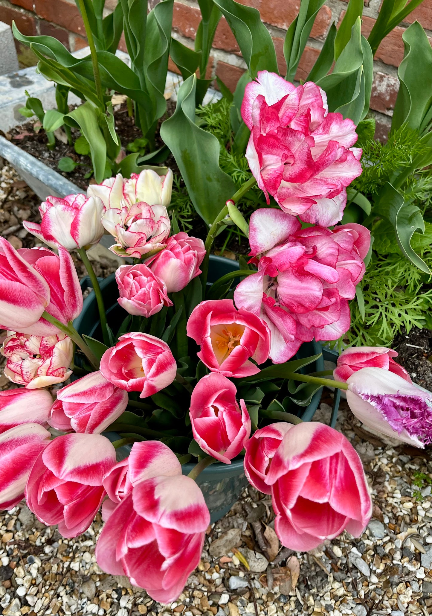 SPRING BUNCH (Large)